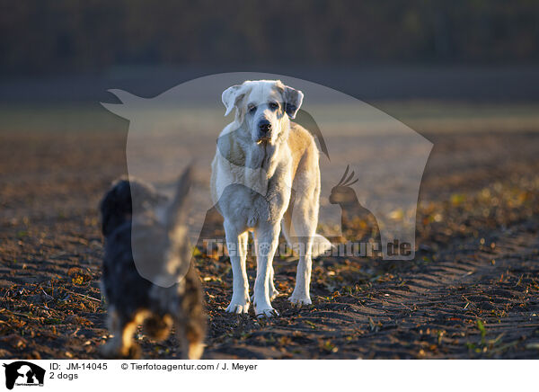2 Hunde / 2 dogs / JM-14045