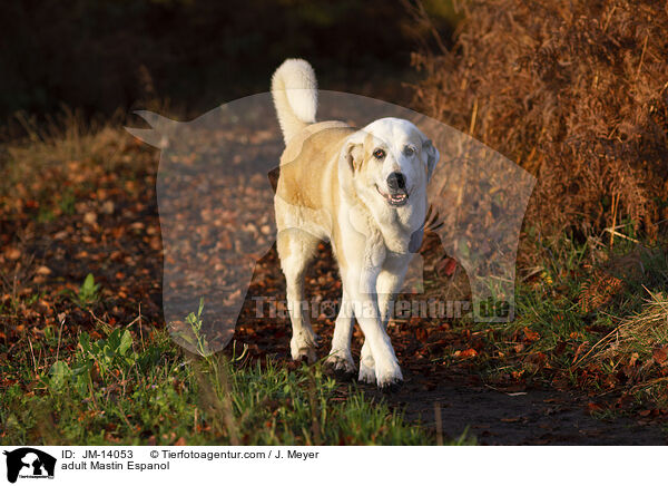 ausgewachsener Mastin Espanol / adult Mastin Espanol / JM-14053
