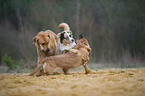 playing dogs