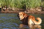 bathing Mastin Espanol