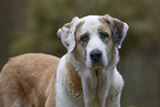 Mastin Espanol Portrait