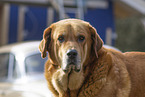 Mastin Espanol Portrait
