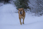 Mastin Espanol in snow