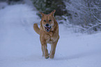 Mastin Espanol in snow