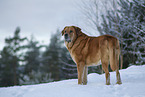 Mastin Espanol in snow