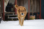 Mastin Espanol in snow