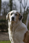 Mastin Espanol Portrait