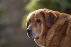 Mastin Espanol Portrait