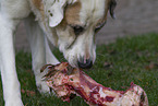 Mastin Espanol eats bone