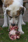 Mastin Espanol eats bone