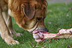 Mastin Espanol eats bone