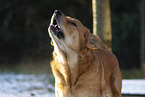 barking Mastin Espanol