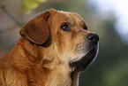 Mastin Espanol Portrait