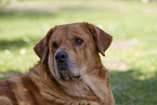 Mastin Espanol Portrait