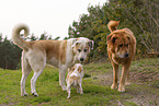 3 dogs
