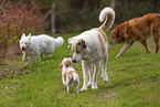 4 dogs