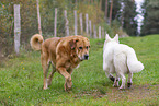 2 dogs