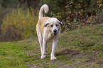 brown-white Mastin Espanol
