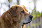 Mastin Espanol Portrait