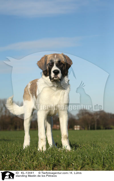 stehender Pyrenen-Mastiff / standing Mastin de los Pirineos / KL-13441
