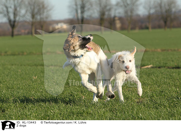 2 Hunde / 2 dogs / KL-13443