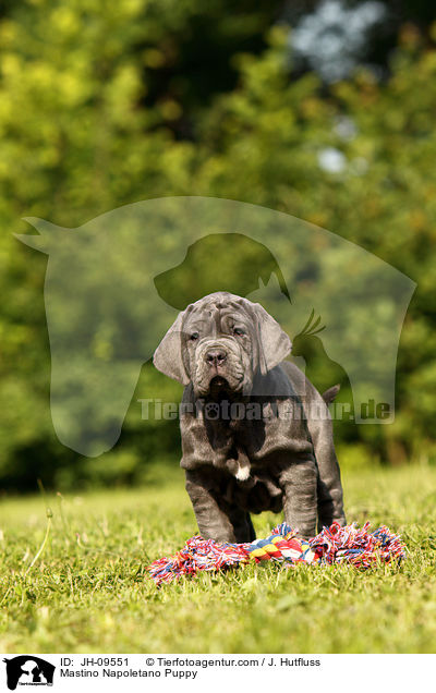 Mastino Napoletano Puppy / JH-09551