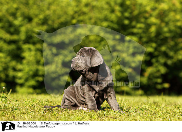 Mastino Napoletano Welpe / Mastino Napoletano Puppy / JH-09560