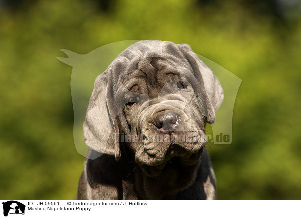 Mastino Napoletano Welpe / Mastino Napoletano Puppy / JH-09561