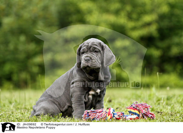Mastino Napoletano Welpe / Mastino Napoletano Puppy / JH-09692
