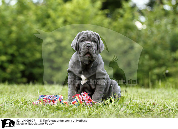 Mastino Napoletano Welpe / Mastino Napoletano Puppy / JH-09697