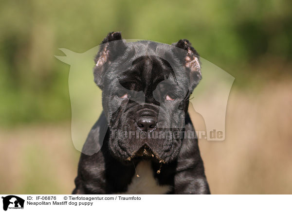 Mastino Napoletano Welpe / Neapolitan Mastiff dog puppy / IF-06876