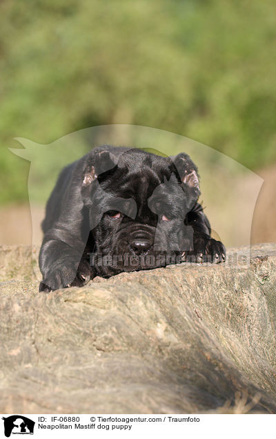 Mastino Napoletano Welpe / Neapolitan Mastiff dog puppy / IF-06880