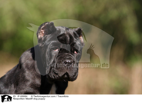 Mastino Napoletano Welpe / Neapolitan Mastiff dog puppy / IF-06884