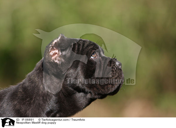 Mastino Napoletano Welpe / Neapolitan Mastiff dog puppy / IF-06891