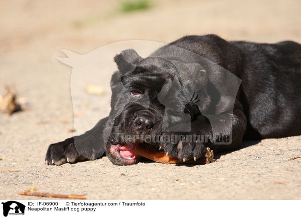 Mastino Napoletano Welpe / Neapolitan Mastiff dog puppy / IF-06900