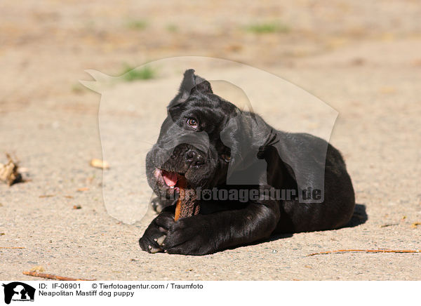 Mastino Napoletano Welpe / Neapolitan Mastiff dog puppy / IF-06901