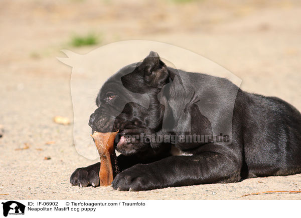 Mastino Napoletano Welpe / Neapolitan Mastiff dog puppy / IF-06902
