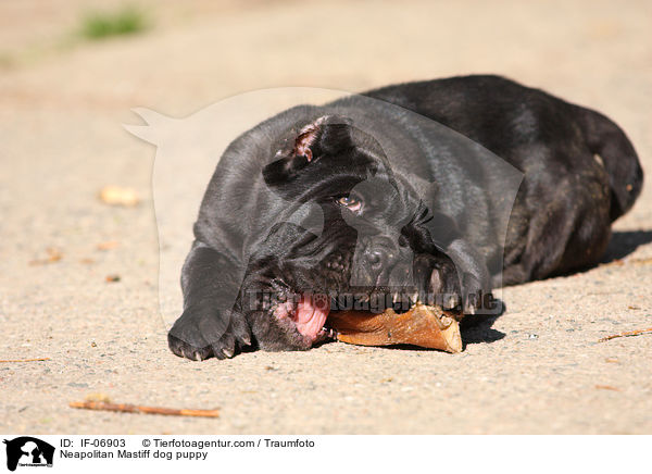 Mastino Napoletano Welpe / Neapolitan Mastiff dog puppy / IF-06903