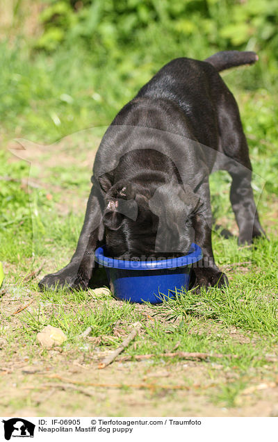 Mastino Napoletano Welpe / Neapolitan Mastiff dog puppy / IF-06905
