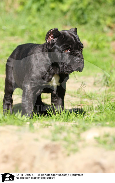 Mastino Napoletano Welpe / Neapolitan Mastiff dog puppy / IF-06907