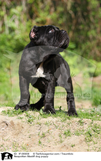 Mastino Napoletano Welpe / Neapolitan Mastiff dog puppy / IF-06908