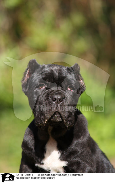 Mastino Napoletano Welpe / Neapolitan Mastiff dog puppy / IF-06911