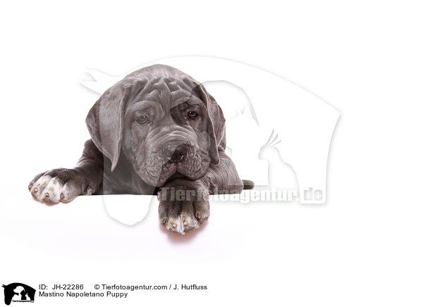 Mastino Napoletano Welpe / Mastino Napoletano Puppy / JH-22286
