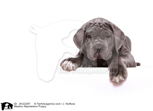 Mastino Napoletano Welpe / Mastino Napoletano Puppy / JH-22287