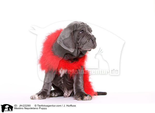 Mastino Napoletano Welpe / Mastino Napoletano Puppy / JH-22290