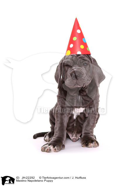Mastino Napoletano Welpe / Mastino Napoletano Puppy / JH-22292
