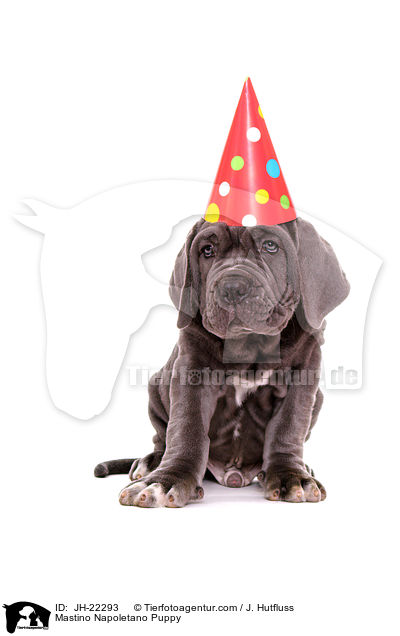 Mastino Napoletano Welpe / Mastino Napoletano Puppy / JH-22293