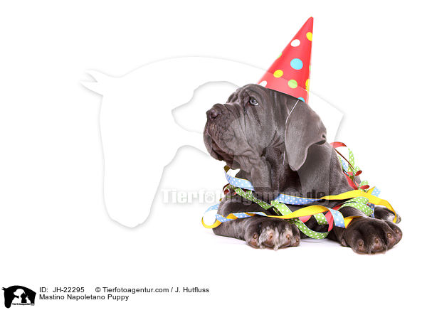 Mastino Napoletano Welpe / Mastino Napoletano Puppy / JH-22295