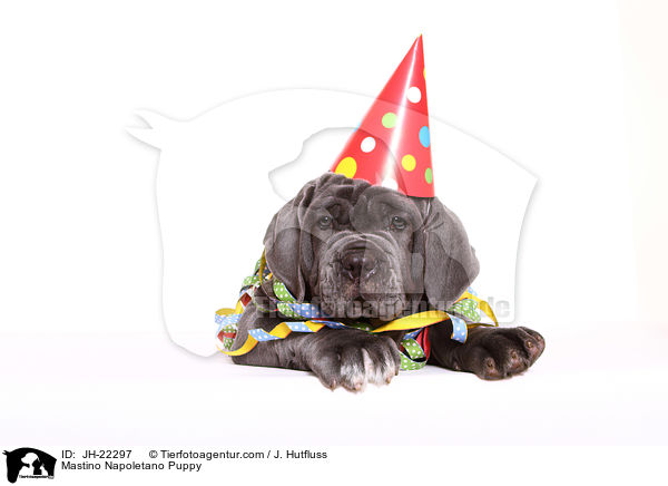 Mastino Napoletano Welpe / Mastino Napoletano Puppy / JH-22297