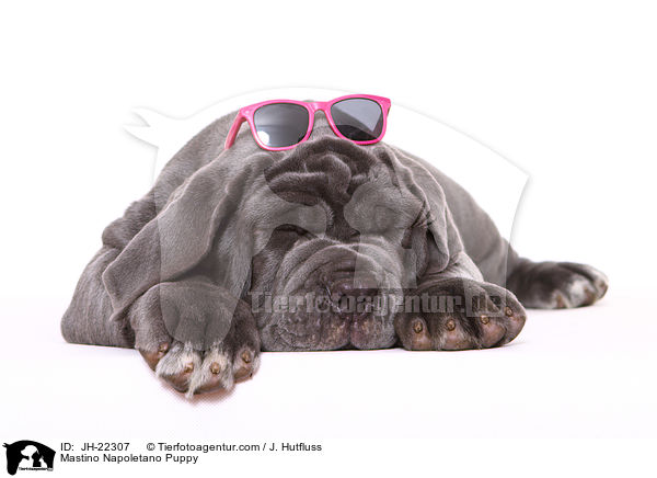 Mastino Napoletano Welpe / Mastino Napoletano Puppy / JH-22307
